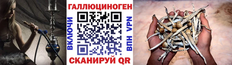Псилоцибиновые грибы Psilocybe Каменск-Уральский